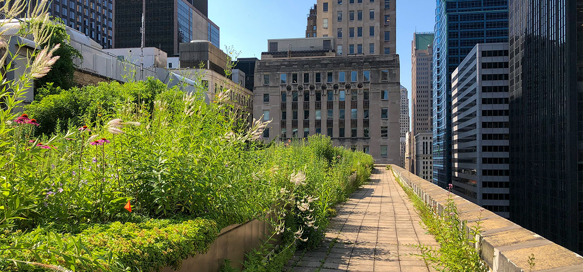 A green roof in a city setting. 