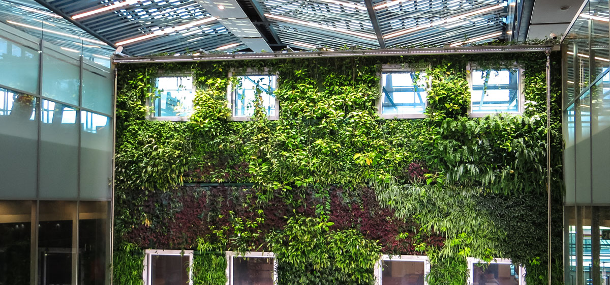 A living wall grows in a building interior