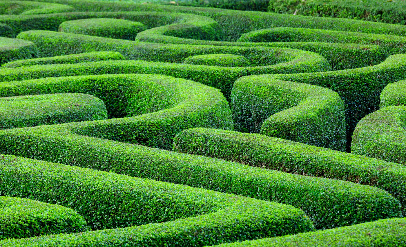 A green hedge maze